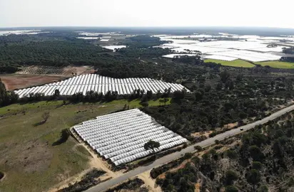 Regadíos entorno de Doñana