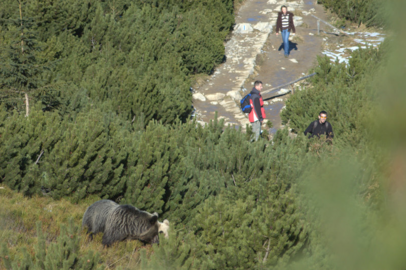 Estudio Animales COVID2