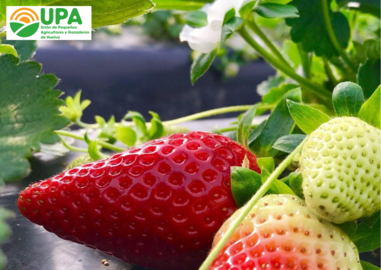 Cartel fresero desde UPA Huelva