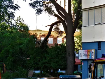 Árbol de gran porte tronchado peligrosamente en Santa Marta