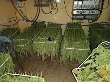 Plantas preparadas