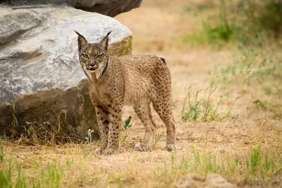 Ejemplar de lince en Doñana