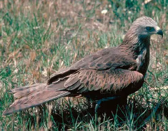 Ejemplar de milano real