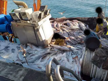 Pesca masiva de corvinas