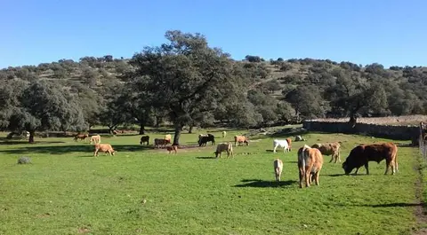 Ganado vacuno en extensivo