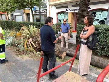 Última palmera desplomada en la vía pública del Paseo de la Independencia