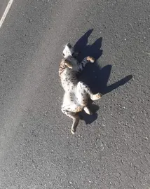 Lince atropellado en la carretera Almonte-Matalascañas