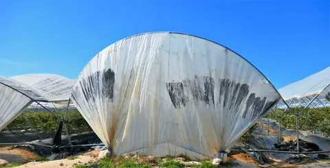 Cultivo intensivo en la Sierra