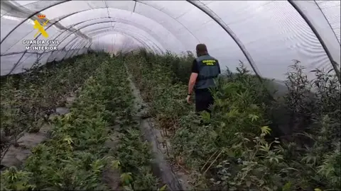 Invernaderos de marihuana