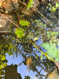 Foto: Agua tras tratamiento de zona minera degradada con Tecnosoles. Se aprecia la presencia de anfibios como ranas, lo que es indicativo de la calidad del agua obtenida tras el tratamiento.