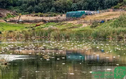 Zona donde han aparecido los peces muertos