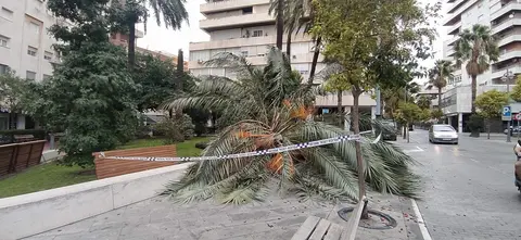 Palmera ca&iacute;da esta tarde en Plaza del Punto (Foto: RR.SS)