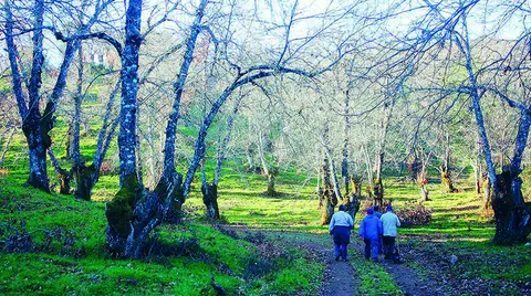 Sendero entre castaños en el Parque Natural de la Sierra de Aracena y Picos de Aroche