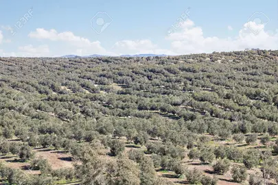 Olivar en Huelva