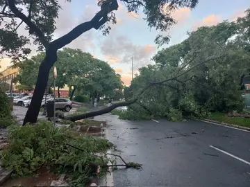 &Aacute;rboles arrancados