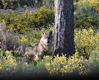 Lobo Sierra Culebra
