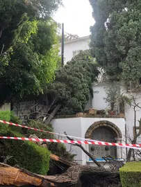 Un enorme pino sobre la pared del Santuario