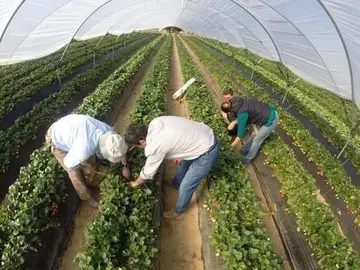 Agricultores revisando las plantaciones