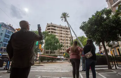 Revisión de la palmera