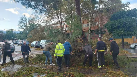 Ciudadanos retirando &aacute;rboles la tarde de la llegada de Bernard