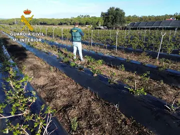 Explotaci&oacute;n afectada por el robo de moras