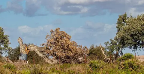 Pajarera tronchada (Foto: J. Monje)