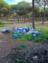 Residuos tirados en el pinar