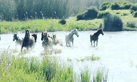 Caballos en la marisma del Rocío, zona caliente de mosquitos transmisores