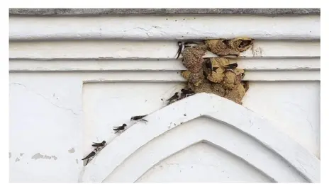 Nidos que fueron destruídos en Aracena