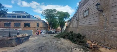 Los siete cipreses talados, a los pies del muro de San Pedro