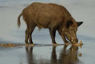 Un jabalí en el área de Doñana