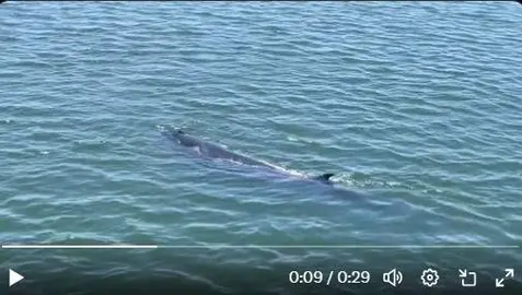 Captura de pantalla de la 'visita' de la ballena a la ría