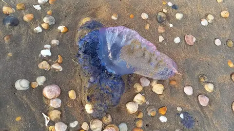 Ejemplares de Carabelas Portuguesas detectadas en Punta Umbría