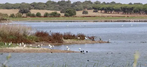 Zona de cría de aves