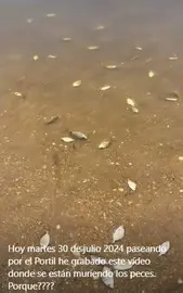 Captura de pantalla del vídeo donde se observan los peces agonizando