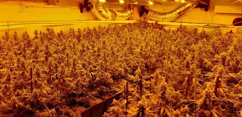 Plantación de marihuana indoor con enganches eléctricos ilegales