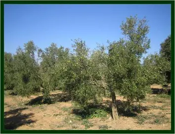 Campos de olivos Huelva