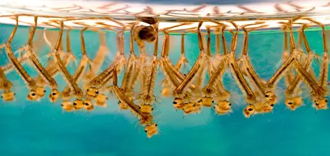 Mosquito Culex sp larvae