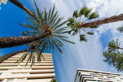 Palmeras en la capital