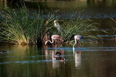Flamencos en Marismas del Odiel