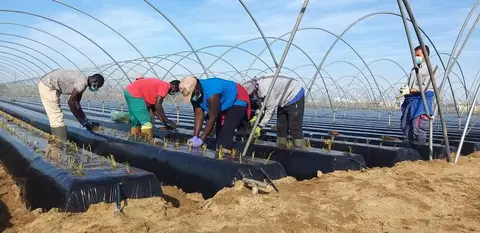 Temporer@s en una finca