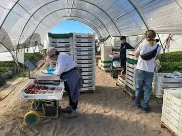 Empleo agrícola