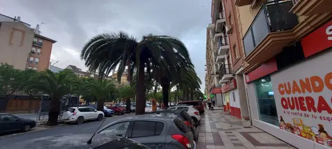 Palmera afectada con los síntomas de la plaga