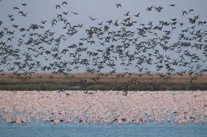 Aves en Doñana