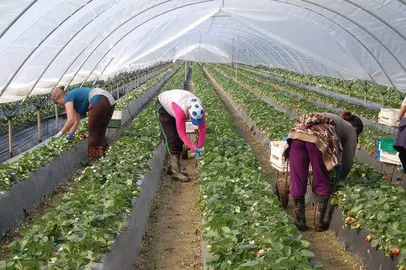 Trabajadores agrícolas