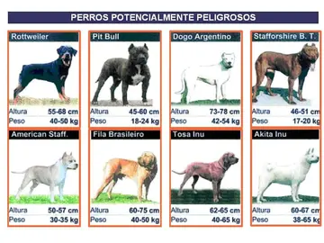 Clasificación de perros