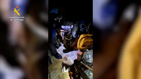 Un perro otea la droga