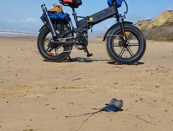 Ejemplar de carabela portuguesa en Mazagón
