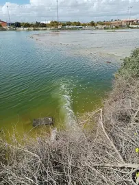 Vertidos al Estuario (Foto: Greenpeace)