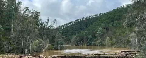 Zona de eucaliptos en la Cuenca MInera, junto al Jarrama